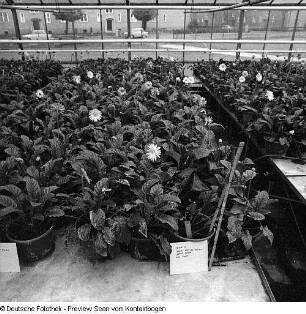 Gärtnerische Produktionsgenossenschaft (GPG) Floradreß (Gewächshäuser und Freilandbeete)