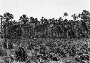 Wald : Wald im Pantanal.