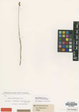 Carex heleonastes L.f. [isotype]