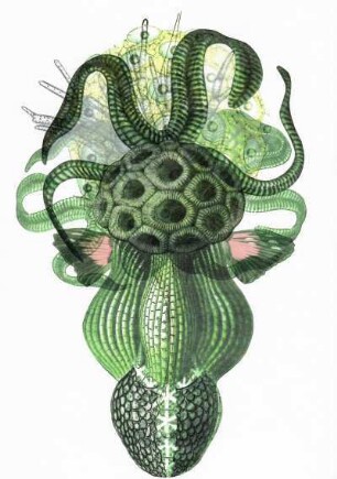 Grotesken Blatt XVI