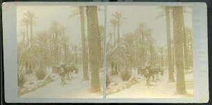 Camels Passing through Palm Grove: Memphis. [Memphis, Kamele im Palmenhain]