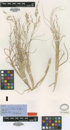 Panicum chloroleucum Griseb. [type]