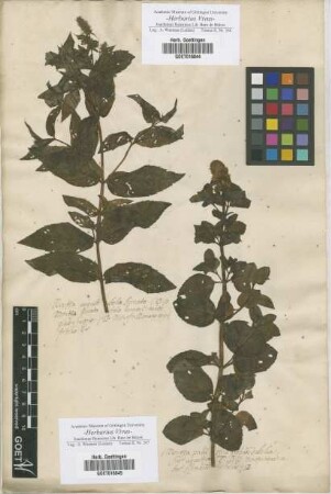 Mentha
