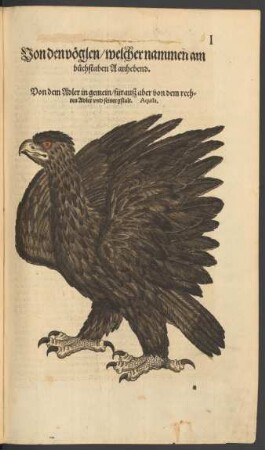 Von dem Adler in gemein/ fürauß aber von dem rechten Adler und seiner gstalt. Aquila.