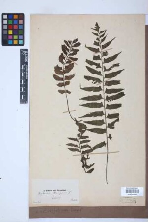 Asplenium obtusifolium L.