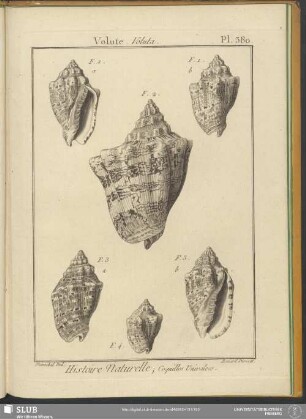 Pl. 380. Volute. Voluta