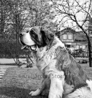 Bernhardinerzucht Heldt: Siegerhund "Astor vom Heldenhof" auf Rasen: hinten Zaun und Bäume: dahinter rechts Wohnhaus