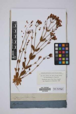 Erythraea grandiflora Bivona
