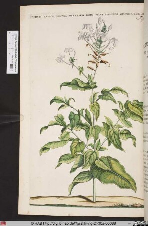 LYCHNIS INDICA SPICATA OCYMASTRI FOLIIS.