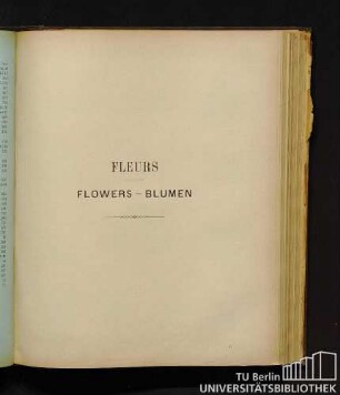 Fleurs. - Flowers. - Blumen.
