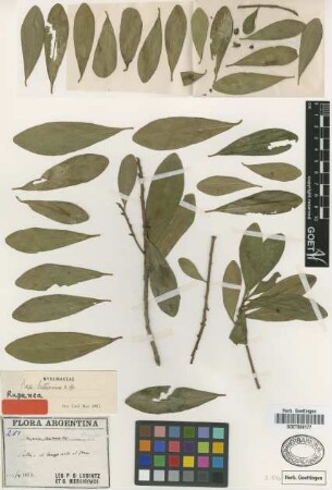Myrsine floribunda R.Br.