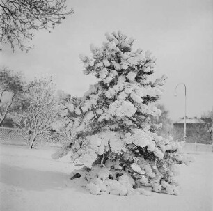 Schneebedeckte Tanne