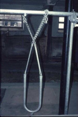 Fotografie: Milchviehhaltung, Anbindehaltung, Anbindevorrichtung