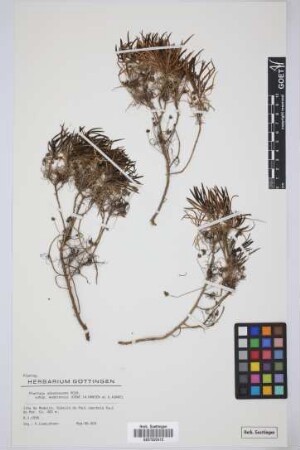 Plantago arborescens maderensis (Decne.) A. Hansen & Kunk.