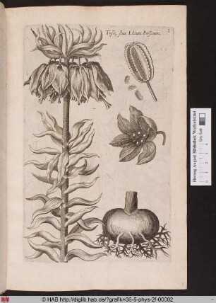 [Kaiserkrone]