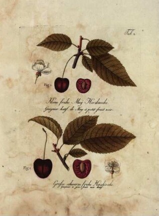 Tab. 2. Fig. 1. Kleine fruhe May Herzkirsche. [...] Fig. 2. Grosse schwarze fruhe Herzkirsche [...]