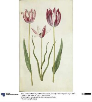 Horti Anckelmanniani, Tom. I [II nicht nachgewiesen], Bl. 106r - Tulpen (Tulipa)