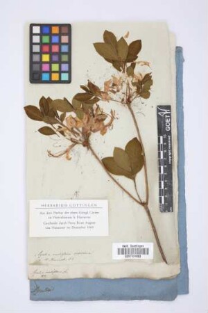 Azalea nudiflora L.