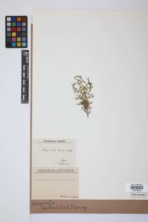 Selaginella denticulata