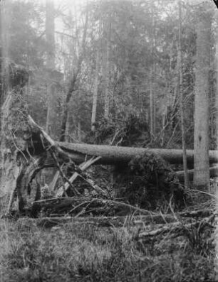 Sturmholz : Entwurzelter Baum.