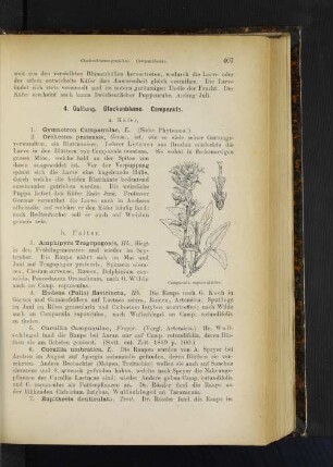 4. Gattung. Glockenblume. Campanula.