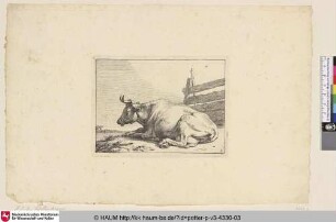 [Liegende Kuh vor einem Zaun; The Cow Lying Down Near a Fence]