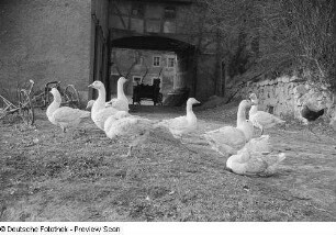 Gänseherde und Huhn auf einem Hof