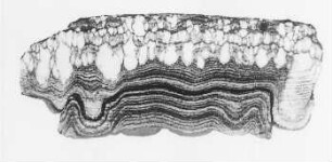 Detailfaltung eines Anhydritschichtenkomplexes (Stoces) : Geologie | Tektonik | Faltung