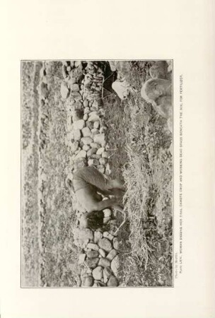 Plate LXIV. Woman digging her final camote crop and working ...