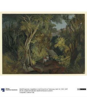 Vegetation in der Schlucht von Tuzamapa