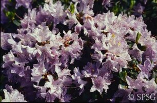 Potsdam, Park Sanssouci, Sträucher und Klettergehölze, Blüte.