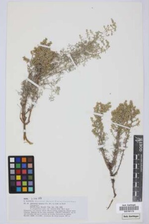 Artemisia ramosa C.Sm. ex Link
