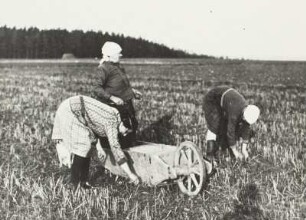 Erzgebirge, Bäuerinnen beim Ährenlesen, 1930