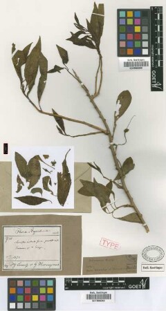 Acnistus australis (Griseb.) Griseb. var. grandiflorus Griseb.[syntype]