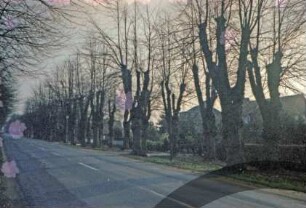 Allee: mehrreihige Lindenallee: rechts dahinter Häuser