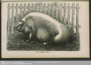 Berkshire-Middlessex-Schwein