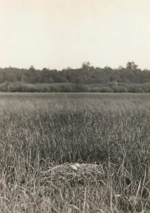 Kranich (Grauer Kranich, Grus grus L.), Nest mit Gelege