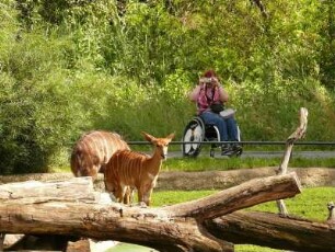 Berliner Zoo, junge Antilopen im Gehege, Behinderte Frau im Rollstuhl fotografiert
