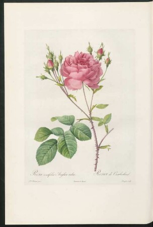 Rosa centifolia Anglica rubra. Rosier de Cumberland. Langlois sculp.