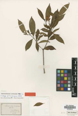 Tabernaemontana cumingiana A.DC. [isotype]