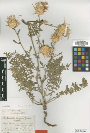 Centaurea sibthorpii Halacsy. [type]
