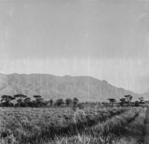 Panorama : Blick über die Savanne in Richtung des Westrandes der Grabensohle