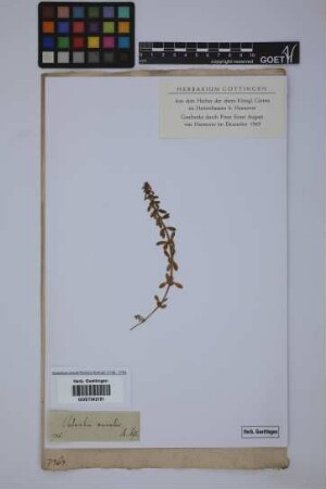Valantia muralis L.