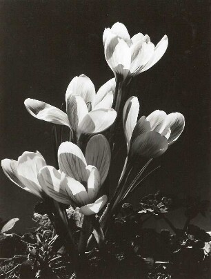 Frühlings-Krokus (Crocus vernus), auch Frühlings-Safran