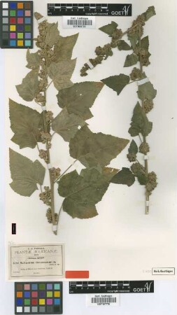 Malvastrum greenmanianum Rose [isotype]