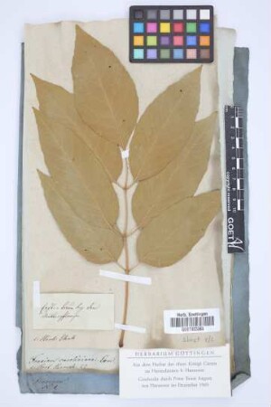 Fraxinus caroliniana Lam.