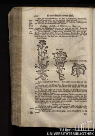 Cap. 321. Garben, Achillea & Millesolium.