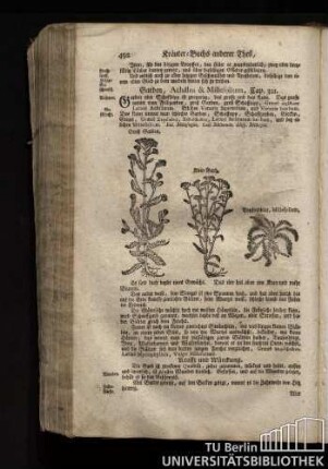Cap. 321. Garben, Achillea & Millesolium.