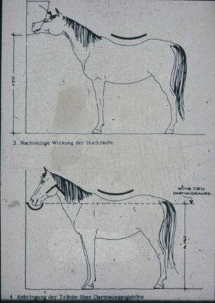 Schemazeichnung: Pferdehaltung, Auslauf