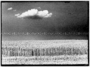 Getreidefeld vor Himmel mit einer Wolke (Altersgruppe 14-17)